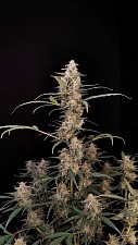 Original Auto Critical autofem (FsBd) (10 шт.)