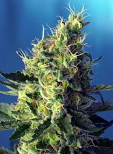 Sweet Pure CBD fem (SwS) (3+1 шт.)