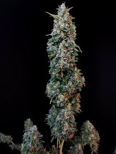 Original Auto Sour Diesel autofem (FsBd) (1 шт.)