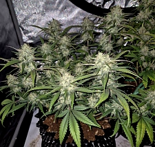 Papaya Cookies Auto autofem (FsBd) (10 шт.)