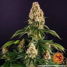 Orange Sherbert fem (Brn) (3 шт. уцінка 22-23 рік)