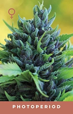 Humboldt Dream fem (HmbS) (3 шт.)