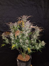 Cream Cookies autofem (FsBd)  (1 шт.)