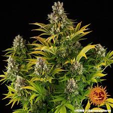 GMO fem (Brn) (3 шт.)