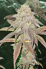 Lemonpaya fem (FsBd) (5 шт.)