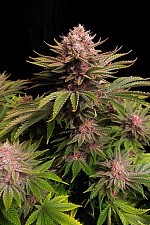 GG4 Sherbet FF (FsBd) (1 шт.)
