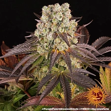 Purple Punch x Lemon Drizzle fem (Brn) (5 шт.)