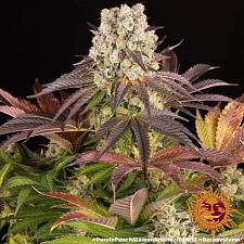 Purple Punch x Lemon Drizzle fem (Brn) (1 шт.)