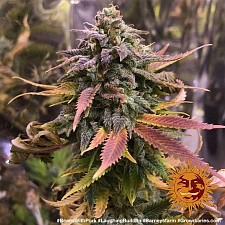 Laughing Buddha fem (Brn) (10 шт.)