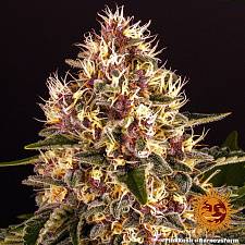 Pink Kush fem (Brn) (1 шт.)