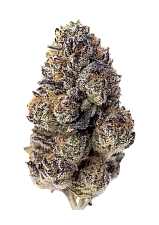 Papaya Sherbet fem (FsBd) (10 шт.)