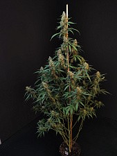 Original Auto Cheese autofem (FsBd) (1 шт.)