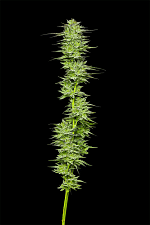 Mountaintop Mint fem (HmbS) (3 шт.)