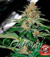 Delicious Candy Regular (Delicious Seeds) - 7шт.