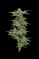 Pineapple Muffin fem (HmbS) (5 шт.)