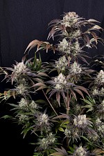 Frostbanger Auto autofem (FsBd) (10 шт.)