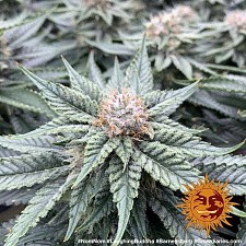 Laughing Buddha fem (Brn) (5 шт.)