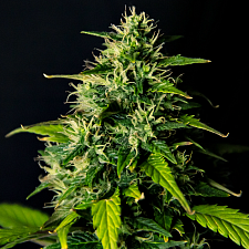 DC Cure 1:1 autofem (DctCh)  (5 шт.)