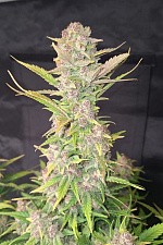 Purple Haze Auto autofem (FsBd) (5 шт.)