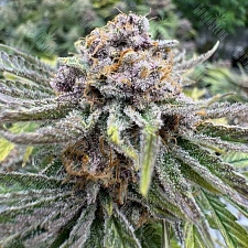 Auto Cherry Cola feminised Ganja Seeds (4 шт.)