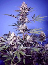 Mental Rainbow F1 Fast Version fem (SwS) (3+1 шт.)