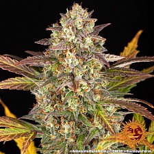 Amnesia Haze Auto autofem (Brn) (5 шт.)