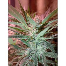 Sugar Fritter Foto Fem (3 шт.)