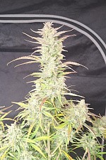 Z-Up Auto autofem (FsBd) (5 шт.)