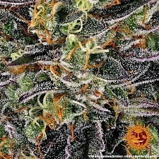 Watermelon Zkittlez Auto autofem (Brn) (10 шт.)