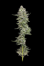 Slightly Stoopid Collie Man Kush fem (HmbS) (5 шт.)