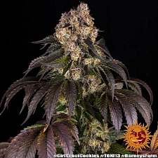 Girl Scout Cookies fem (Brn) (10 шт.)