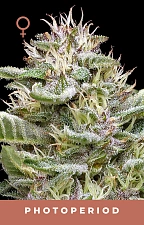 Garlic Budder fem (HmbS) (5 шт.)
