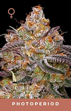 Granny Candy fem (HmbS) (5 шт.)