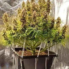Orange President Auto autofem (FsBd) (3 шт.)