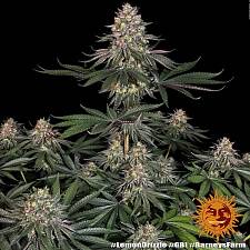 Lemon Drizzle fem (Brn) (1 шт.)