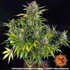 Strawberry Cheesecake Auto autofem (Brn) (1 шт.)