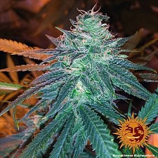 Triple Cheese fem (Brn) (1 шт.)