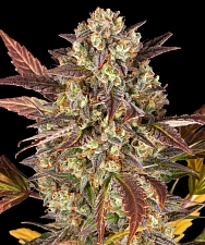 Amnesia Haze Auto autofem (Brn) (3 шт.)