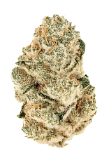 Gorilla Melon fem (FsBd) (1 шт.)