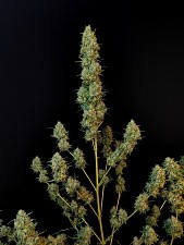 Original Auto Jack Herer autofem (FsBd) (10 шт.)