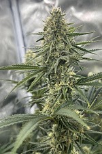 Gorilla Cookies FF (FsBd) (3 шт.)