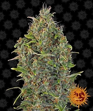 Critical Kush Auto (Critical Rapido Auto) autofem (Brn) (10 шт.)