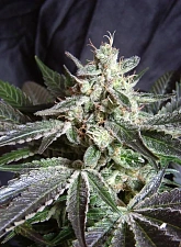 Black Jack fem (SwS) (25 шт.)
