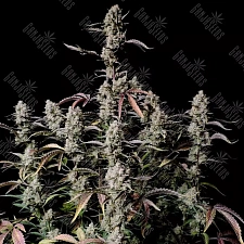 Auto Zkittlez OG feminised Ganja Seeds (2 шт.)