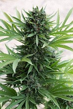 Humboldt Sour Diesel Auto autofem (HmbS) (3 шт.)
