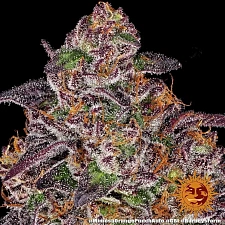 Mimosa x Orange Punch Auto autofem (Brn) (5 шт.)