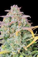 Original Auto Trainwreck autofem (FsBd) (1 шт.)