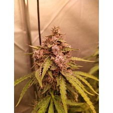 GMO Gun Auto Fem (3 шт.)
