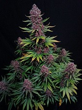 Ztrawberriez Auto autofem (FsBd) (5 шт.)