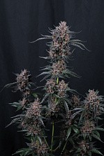 Mango Cherry Runtz Auto autofem (FsBd) (5 шт.)